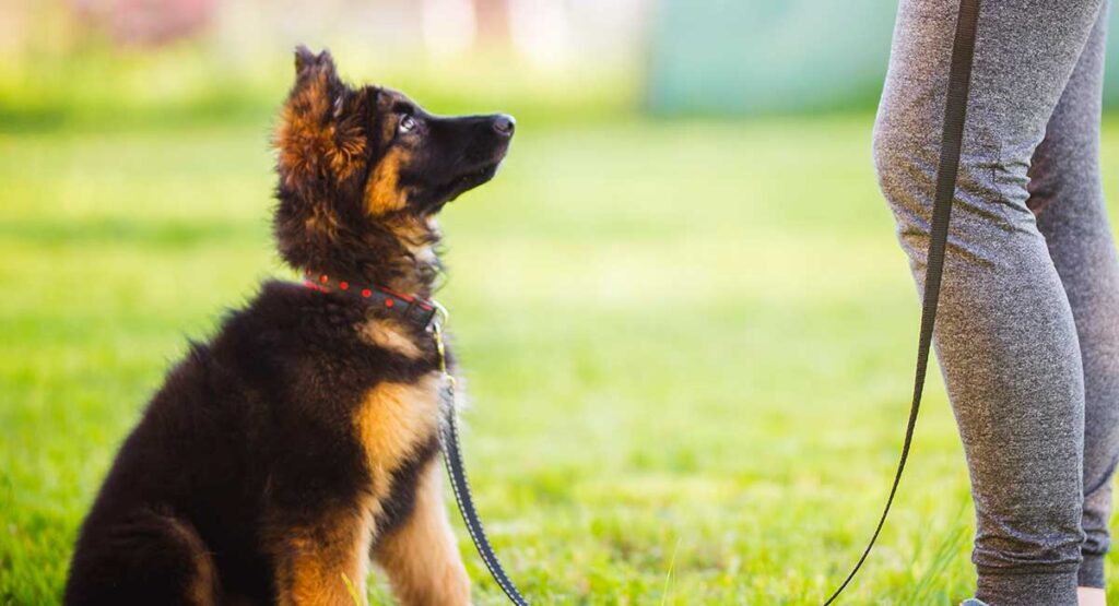 German Shepherd House Training