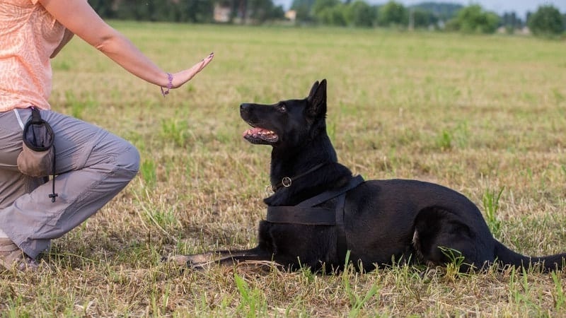 German Shepherd Obedience Training