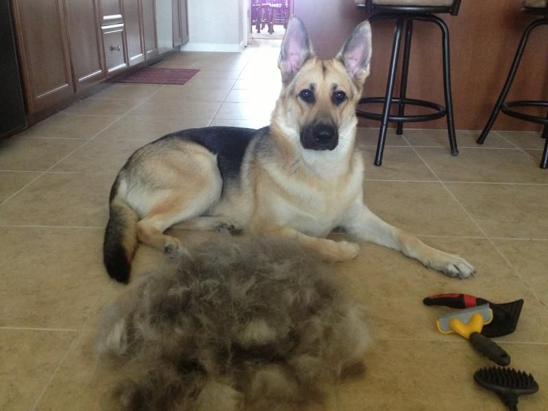 long haired german shepherd shedding