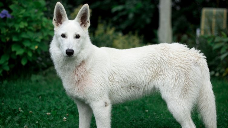 Barking Problem With White Shepherds