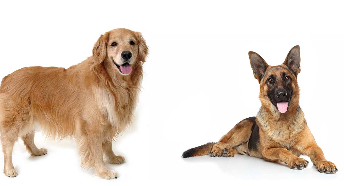 Golden Retriever And German Shepherd Training Differences