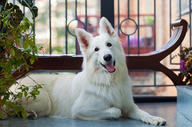 Health Problems Among White Shepherds