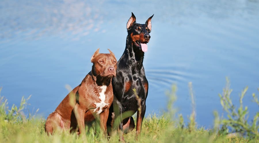 doberman pitbull puppies