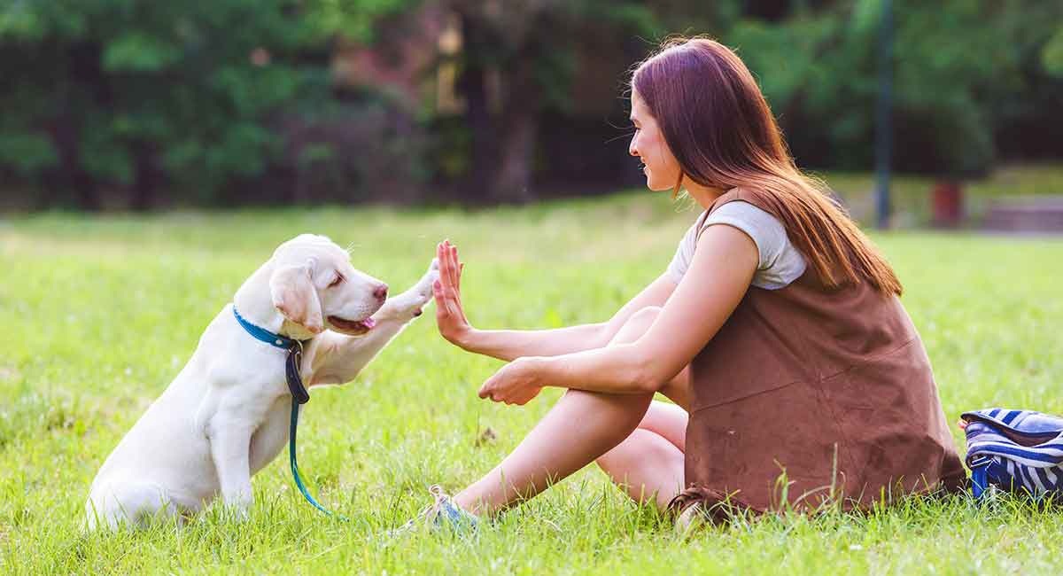 Lab Leash Training Tips