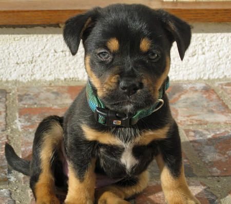 mix breed pitbull and rottweiler