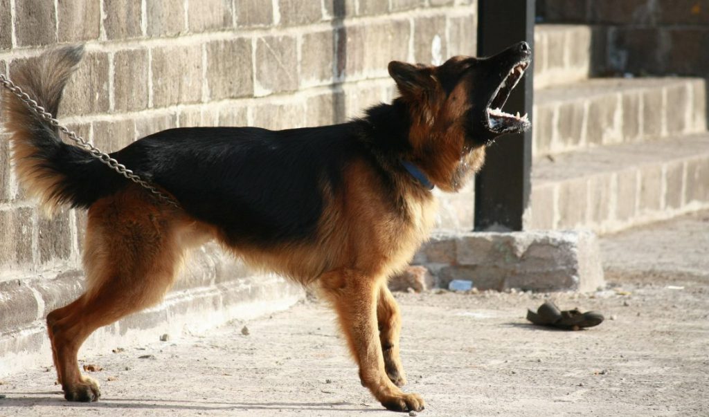 Aggressive Behavior in German Shepherds