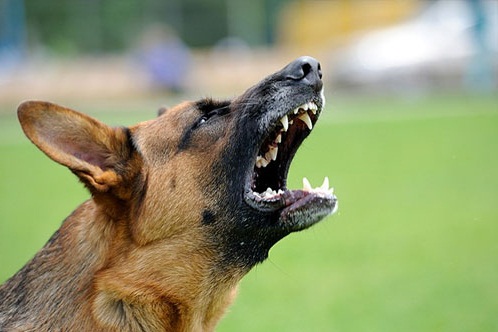 German Shepherd Barking