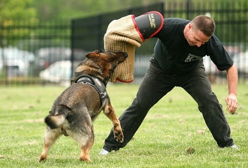 German Shepherd Biting