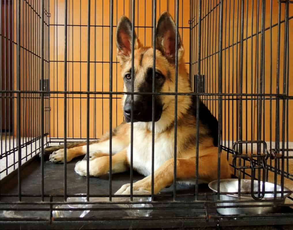 German Shepherd Crate Training