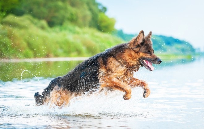 German Shepherd Jumping