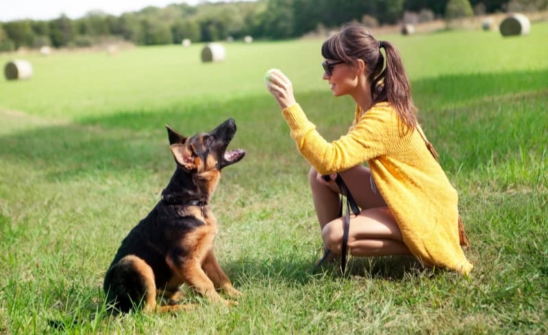 German Shepherd Puppy Training