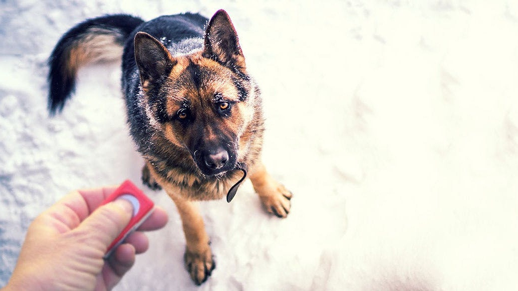 Training German Shepherds with a clicker