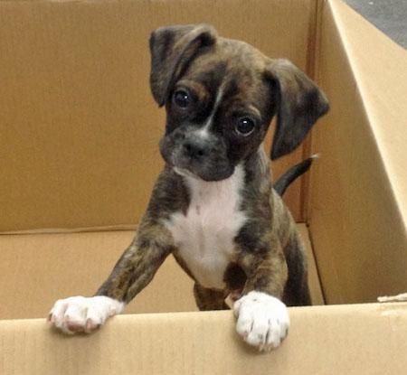 Mini Boxer