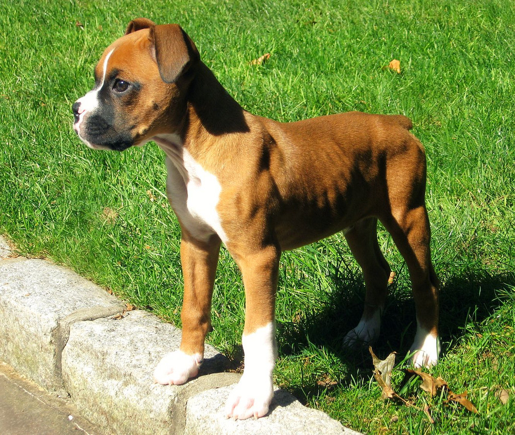 Mini Boxer