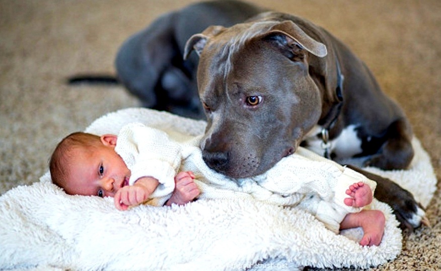 Are Babies and Pitbulls a Good Mix