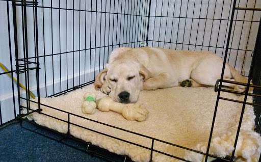 How To Crate Train Your Labrador Puppy