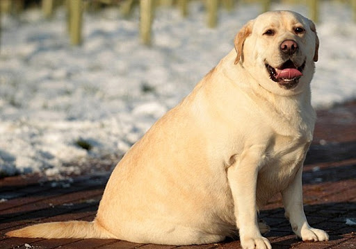 Labrador Dieting