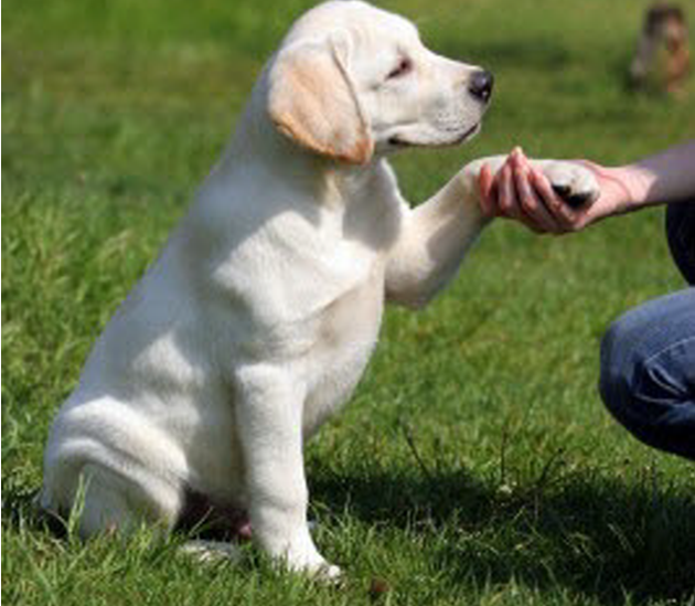 Labrador training