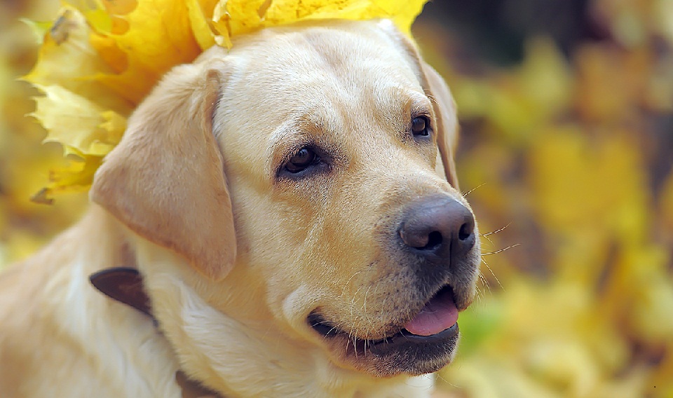 Socializing Your Labrador