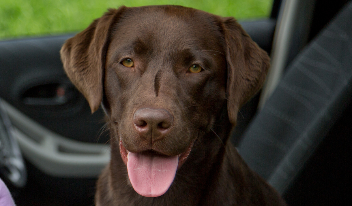 Travelling With Your Labrador – What To Consider