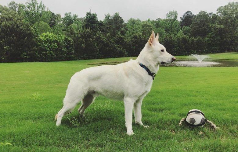 White Shepherd Puppy Training Tips