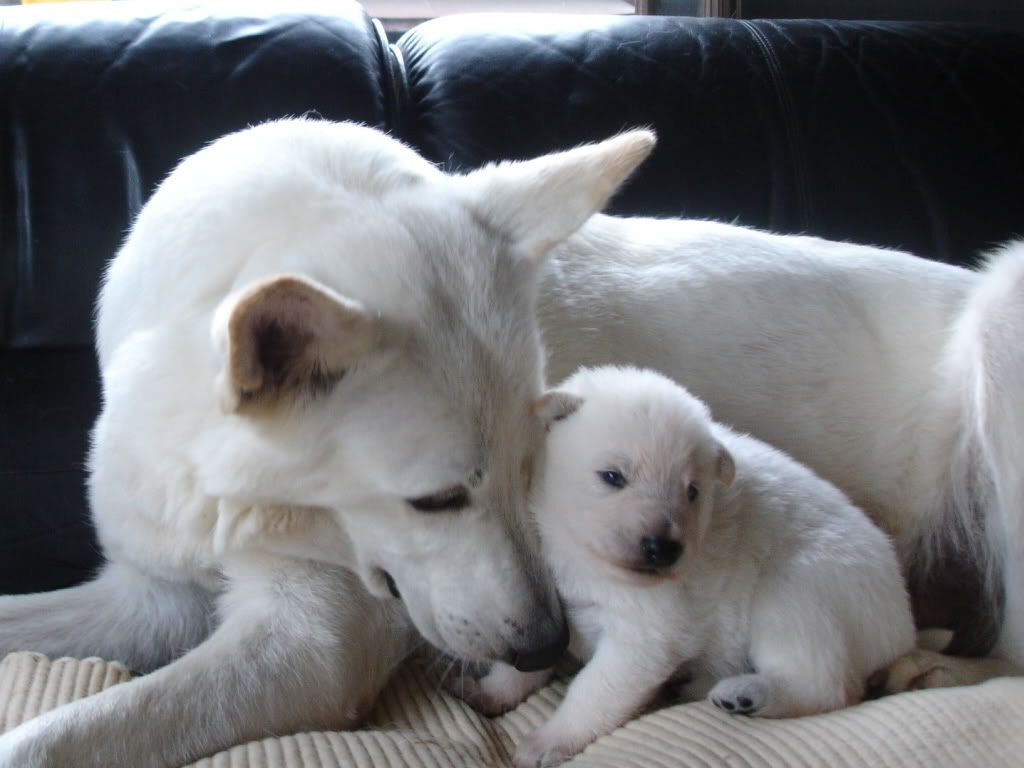Why Not Adopt a White G Shepherd Puppy