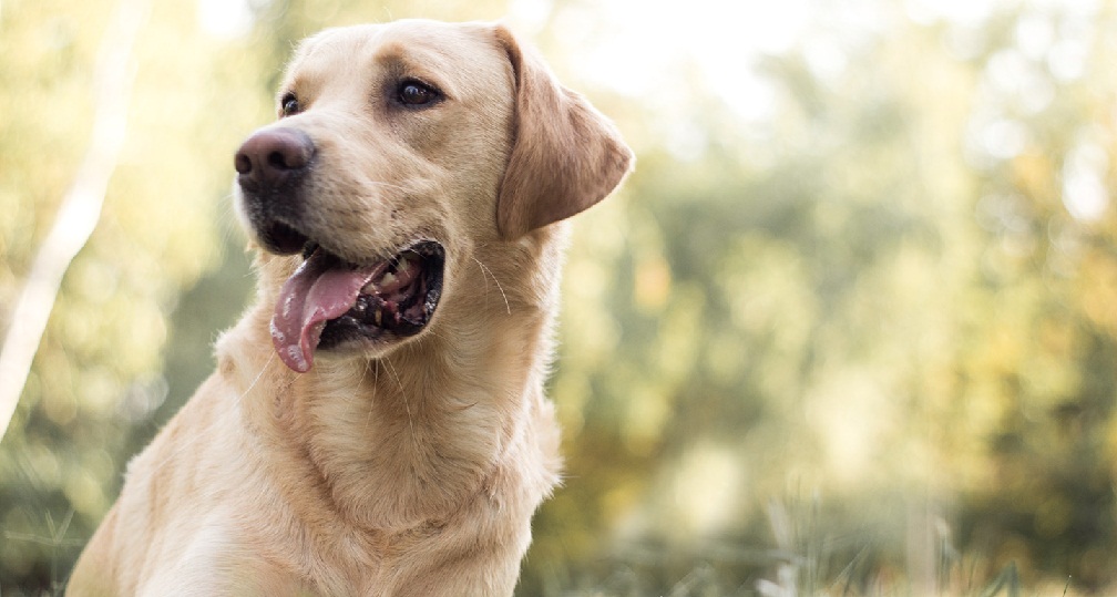 Your Labrador’s Well Being