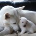 Why Not Adopt a White G Shepherd Puppy